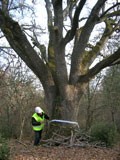 Marking an old tree that will be preserved. Photo: AIF