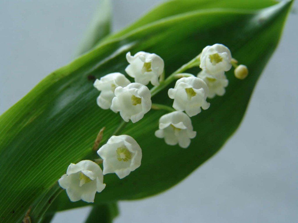 Presenting "muguet" to loved ones is an old French tradition. (Click to view larger version...)
