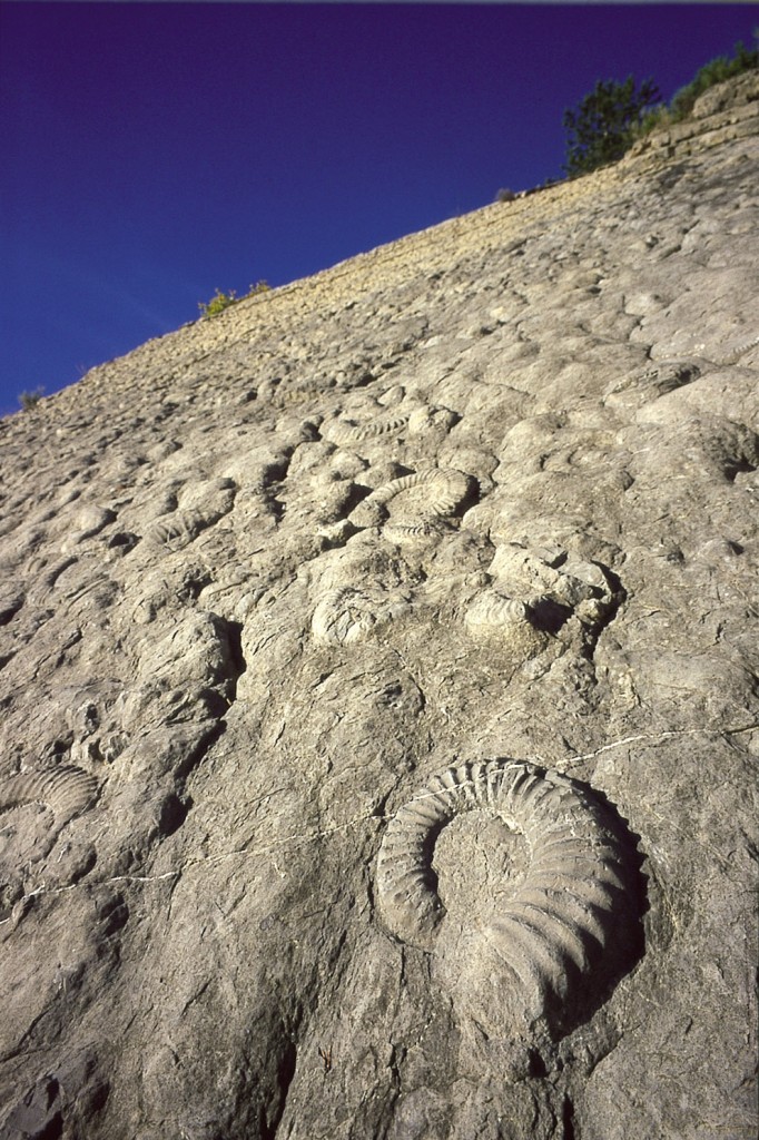 The Ammonite slab in its natural setting. A real-size copy is on display in the Japanese town of Kamaishi, Digne's sister city. (Click to view larger version...)